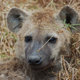 Illustration for article titled Out of Africa. Hyenas.